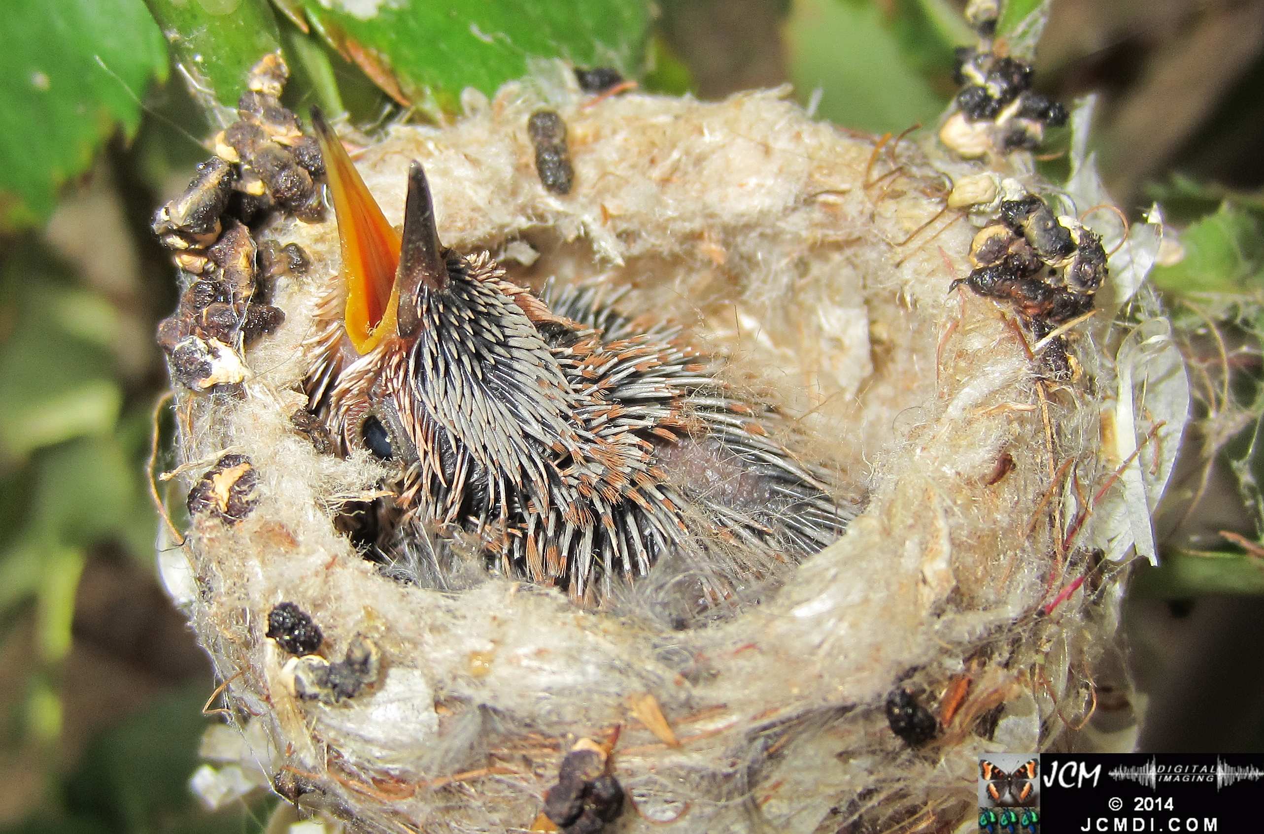 Allens Hummingbird Chick in Nest